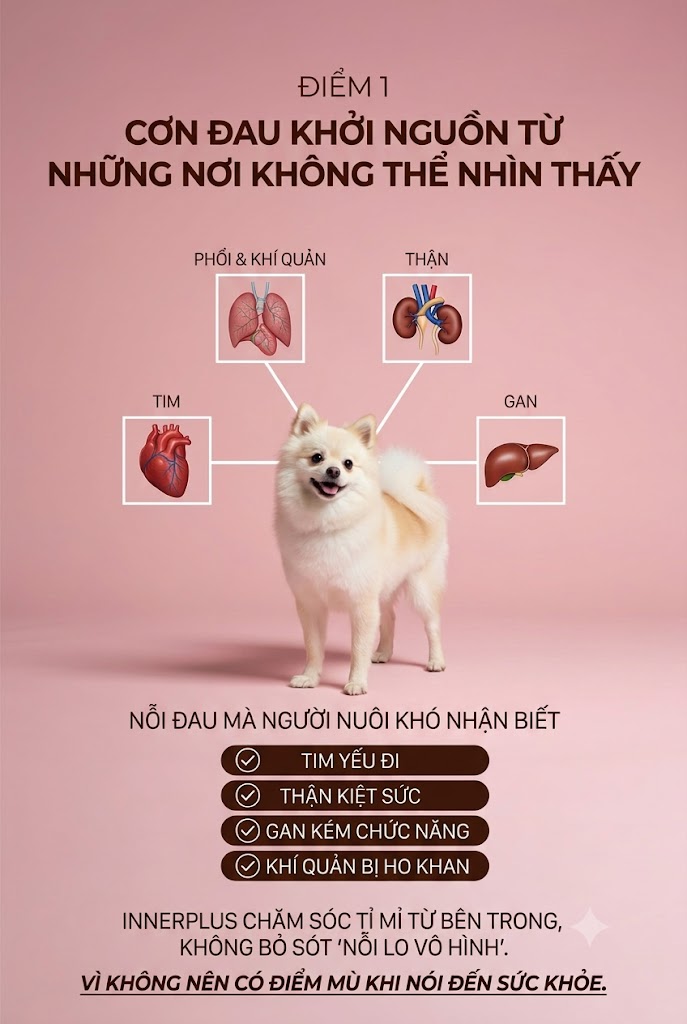 Combo Dear Labs For My Baby và Inner Plus chăm sóc sức khỏe cho mèo toàn diện