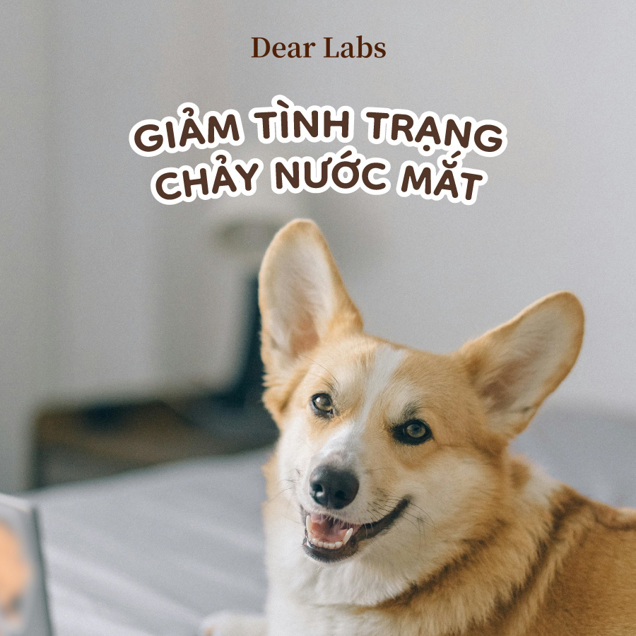 Dứt Điểm Biếng Ăn, Nấm Ngứa & Chảy Nước Mắt Ố Vàng Chỉ Với 1 Viên Nhai Mỗi Ngày!